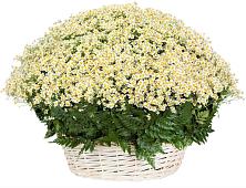 Цветочная композиция из Ромашки в корзине #REPLACE_PRED# Сулее